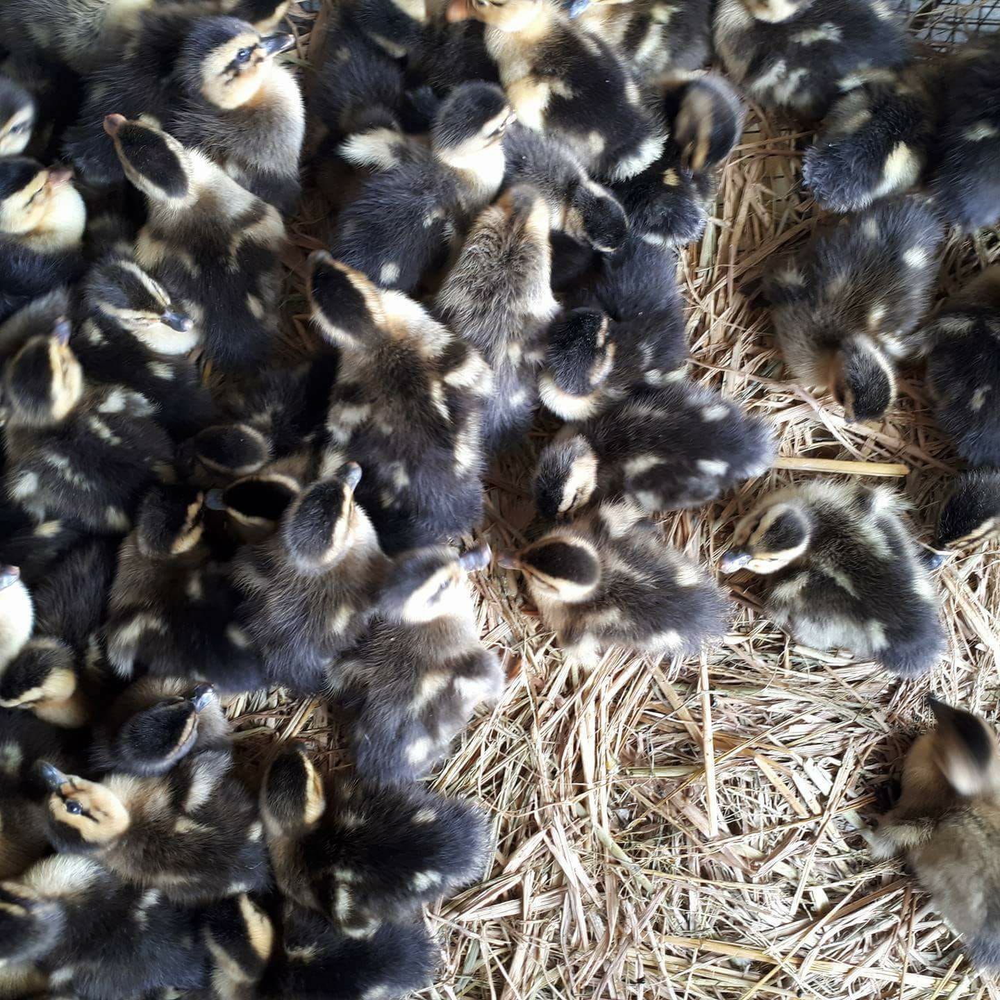 Bán vịt bầu đất giống chuẩn giá rẻ